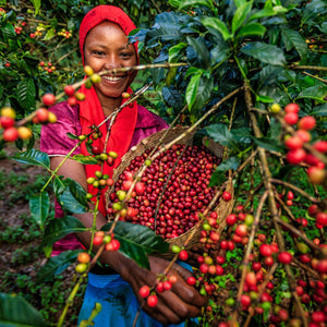 “Best Coffee Beans Australia (2026 Guide)”